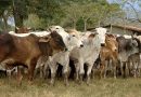 Fedenaga asegura que la producción nacional abastece la demanda de carne en el país