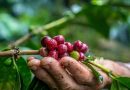 (((AUDIO))) Fedeagro reporta una recuperación en la producción de café