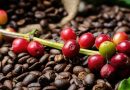10 toneladas de café merideño se exportarán a Rusia