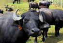 AUDIO | Venezuela se aproxima a exportar genética de ganado de búfalo